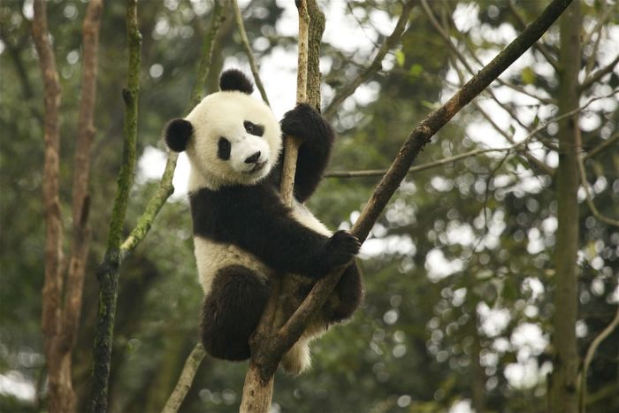 Giant pandas at Sichuan Sanctuaries, China