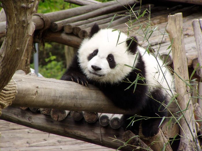 Giant pandas at Sichuan Sanctuaries, China