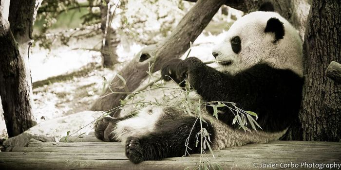 Giant pandas at Sichuan Sanctuaries, China