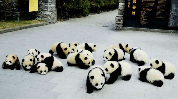 Giant pandas at Sichuan Sanctuaries, China