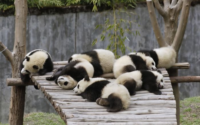 Giant pandas at Sichuan Sanctuaries, China