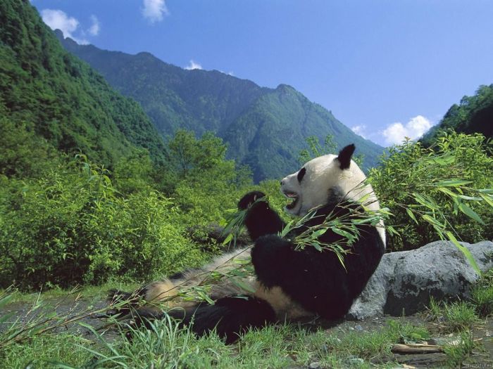 Giant pandas at Sichuan Sanctuaries, China