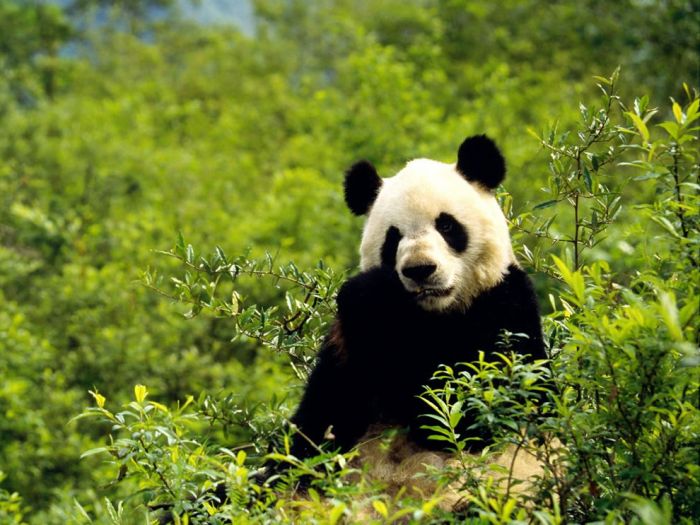 Giant pandas at Sichuan Sanctuaries, China