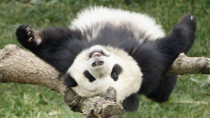 Giant pandas at Sichuan Sanctuaries, China