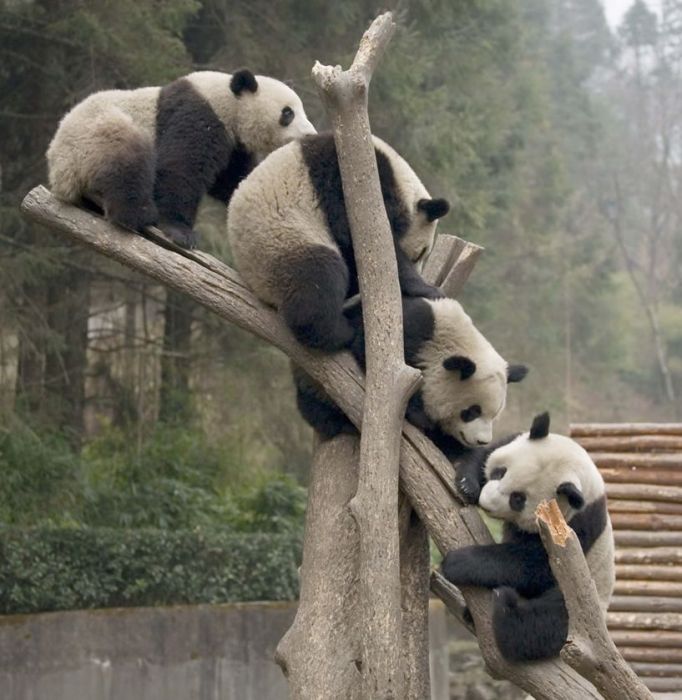 Giant pandas at Sichuan Sanctuaries, China