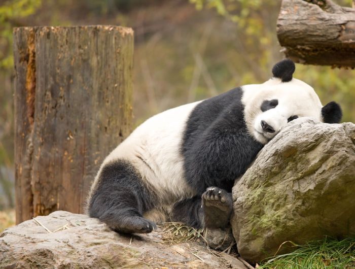 Giant pandas at Sichuan Sanctuaries, China