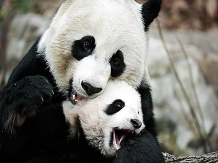 Giant pandas at Sichuan Sanctuaries, China