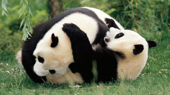 Giant pandas at Sichuan Sanctuaries, China