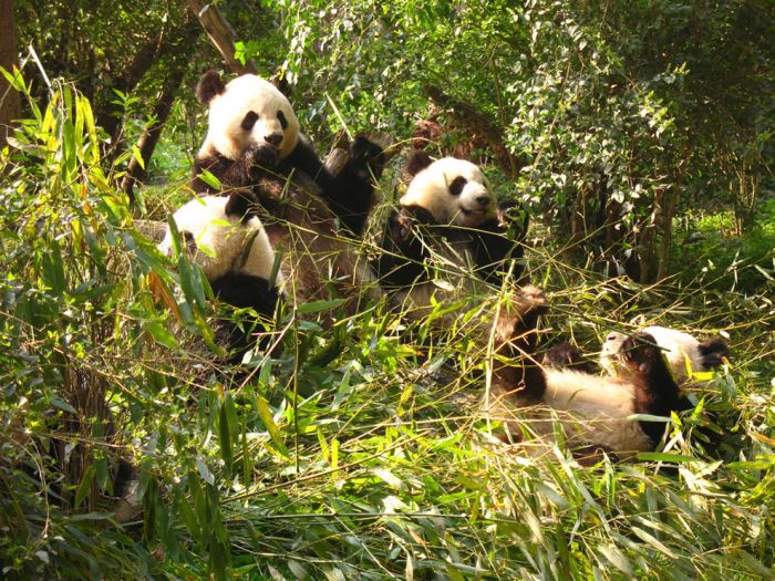 Giant pandas at Sichuan Sanctuaries, China