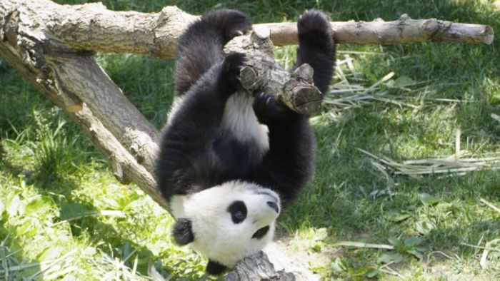 Giant pandas at Sichuan Sanctuaries, China