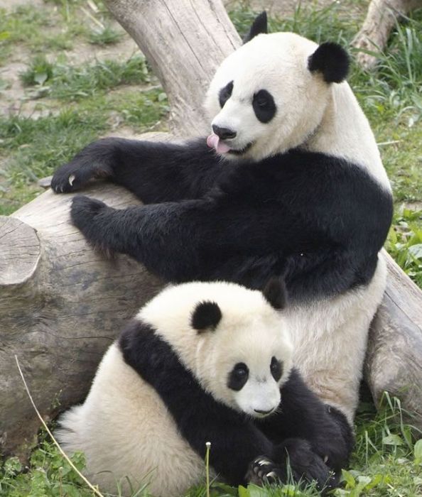 Giant pandas at Sichuan Sanctuaries, China