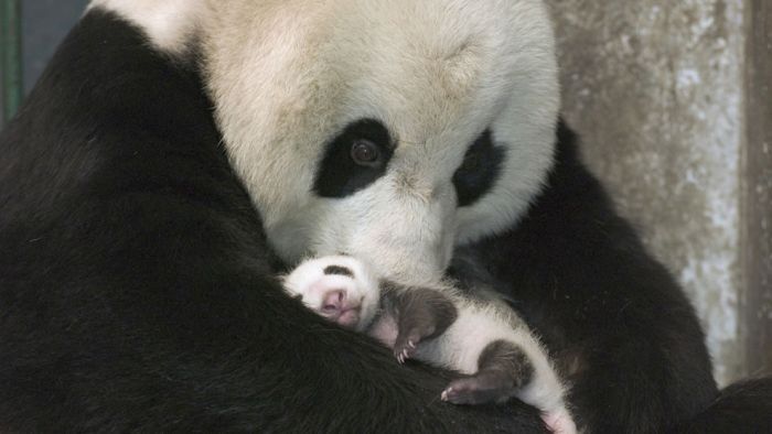 Giant pandas at Sichuan Sanctuaries, China