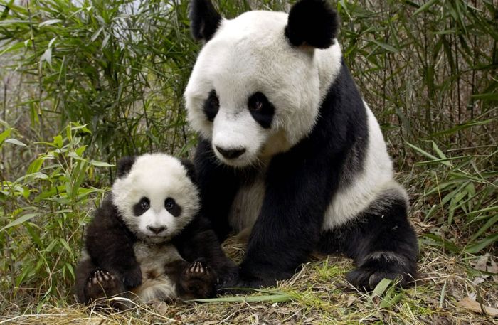 Giant pandas at Sichuan Sanctuaries, China