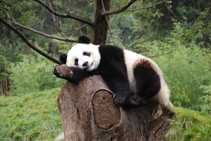 Giant pandas at Sichuan Sanctuaries, China