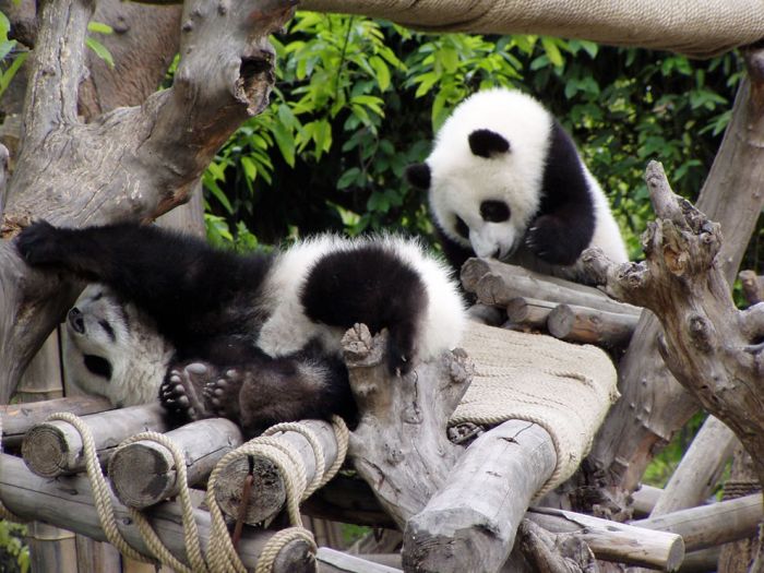 Giant pandas at Sichuan Sanctuaries, China