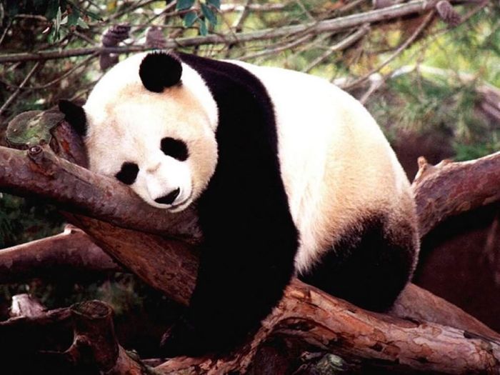 Giant pandas at Sichuan Sanctuaries, China