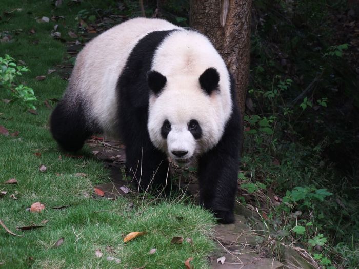 Giant pandas at Sichuan Sanctuaries, China