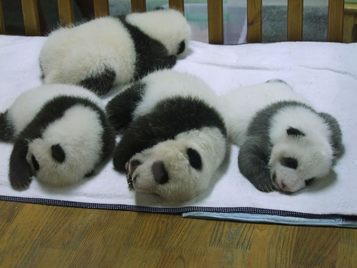 Giant pandas at Sichuan Sanctuaries, China