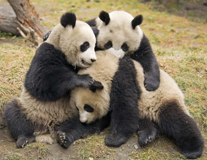 Giant pandas at Sichuan Sanctuaries, China