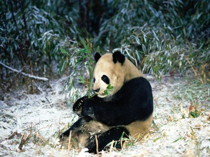 Giant pandas at Sichuan Sanctuaries, China