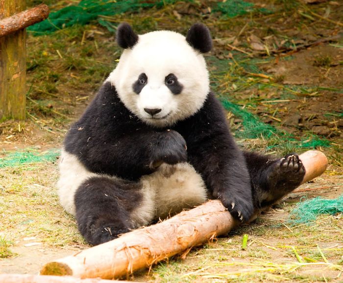 Giant pandas at Sichuan Sanctuaries, China