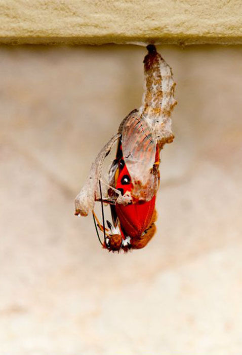 the birth of a butterfly