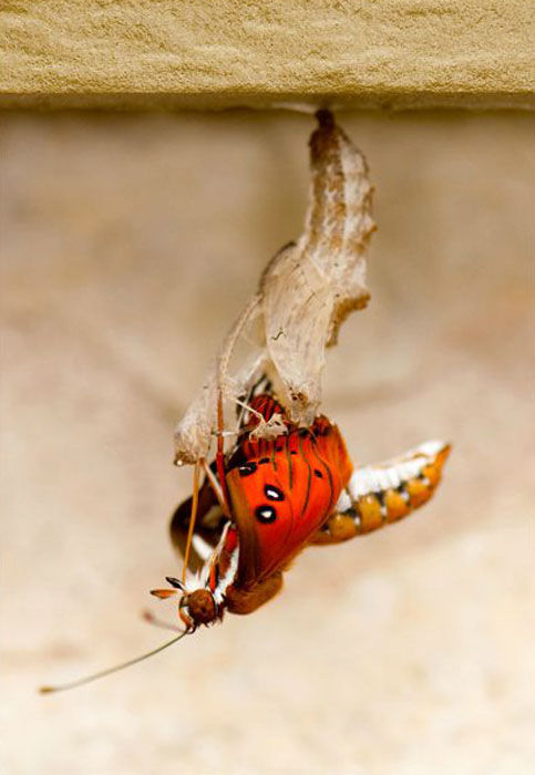 the birth of a butterfly