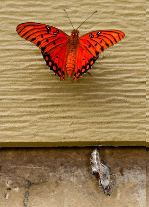 the birth of a butterfly