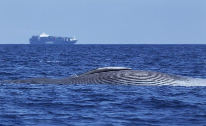 Blue whale killed by a ship near Sri Lanka, Indian Ocean