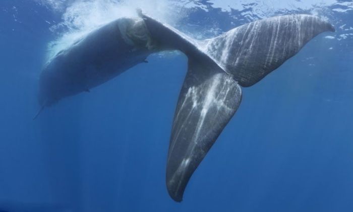 Blue whale killed by a ship near Sri Lanka, Indian Ocean