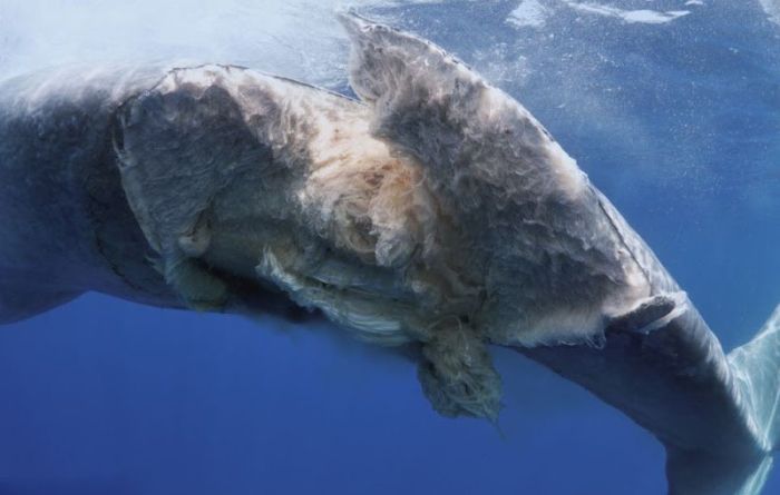 Blue whale killed by a ship near Sri Lanka, Indian Ocean