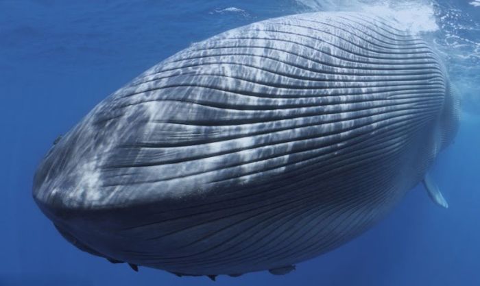 Blue whale killed by a ship near Sri Lanka, Indian Ocean