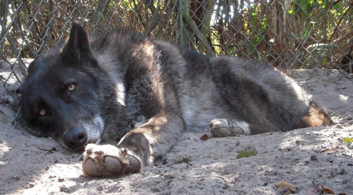 yuki pet wolf