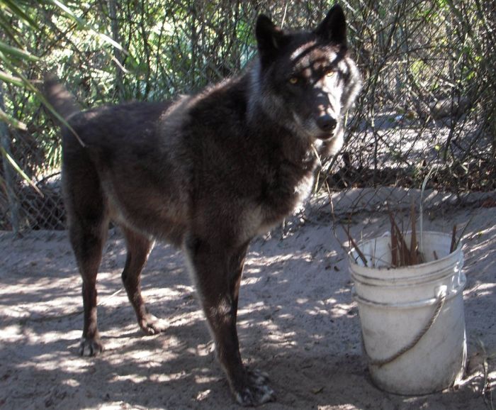 yuki pet wolf