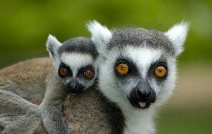 animal family