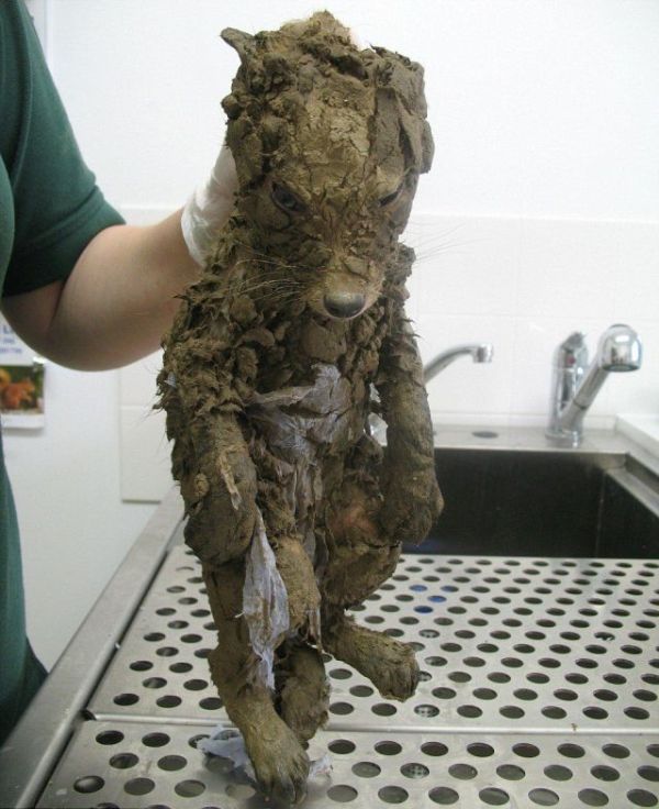 fox rescued from mud