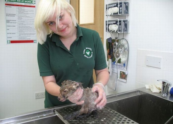 fox rescued from mud