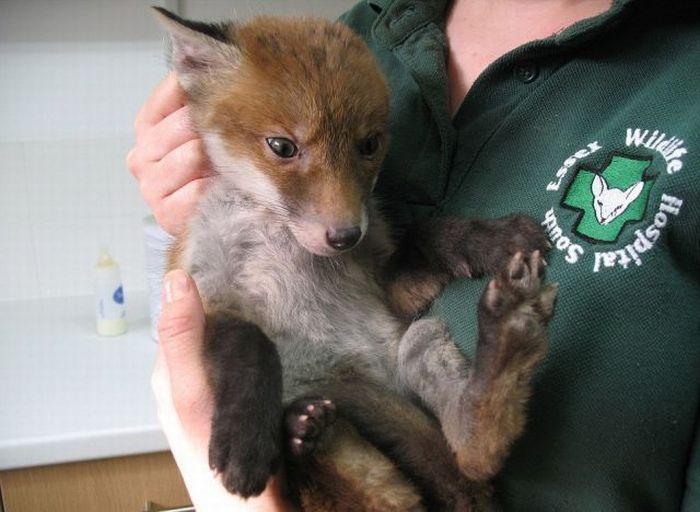 fox rescued from mud