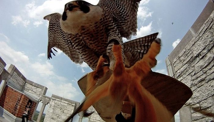 falcon saving eyasses against people