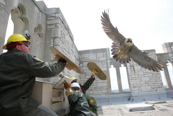 falcon saving eyasses against people