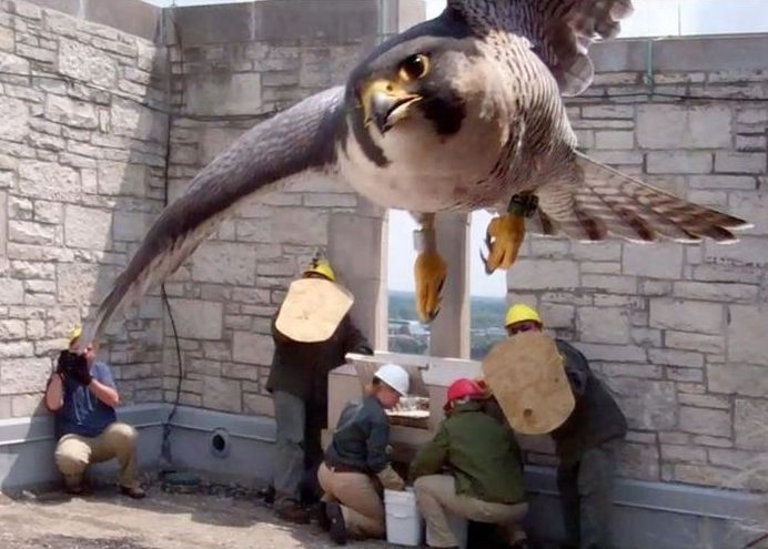 falcon saving eyasses against people