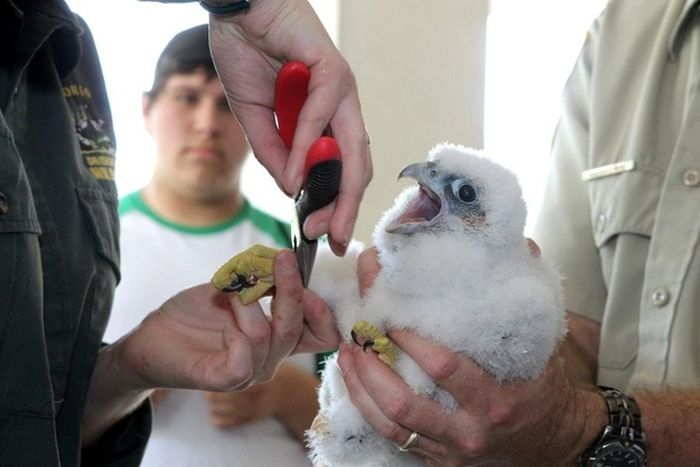 falcon saving eyasses against people