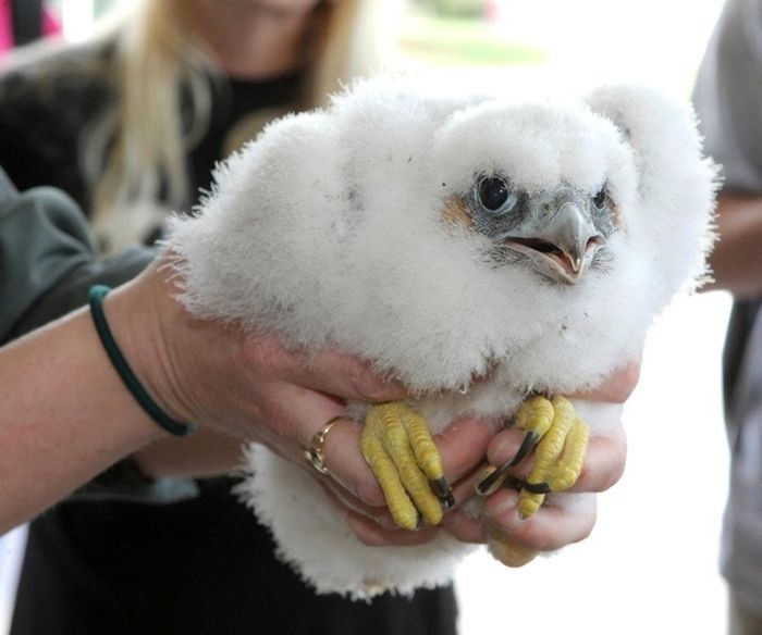 falcon saving eyasses against people