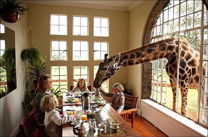 giraffes visit family for breakfast