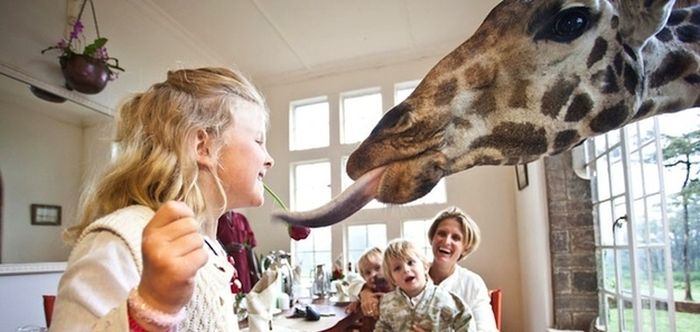 giraffes visit family for breakfast