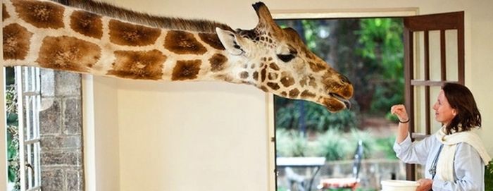 giraffes visit family for breakfast