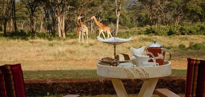 giraffes visit family for breakfast