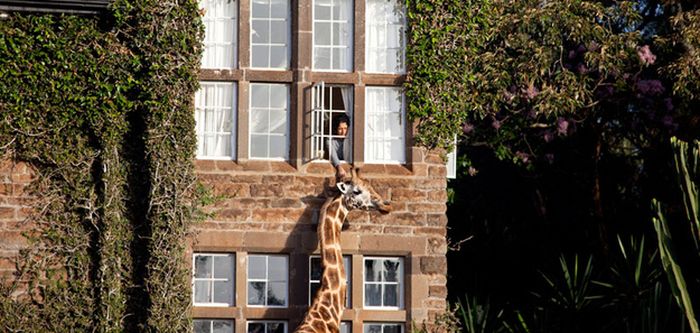 giraffes visit family for breakfast