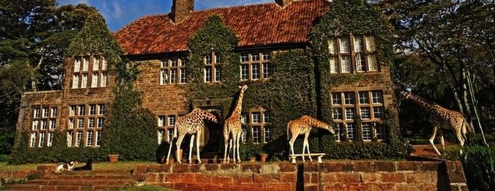 giraffes visit family for breakfast