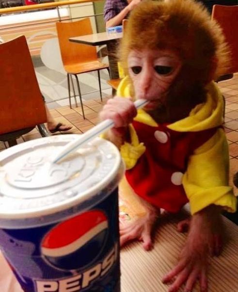 pet monkey